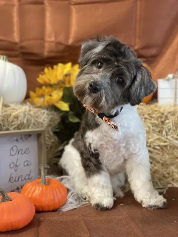 One of a kind, freshly groomed