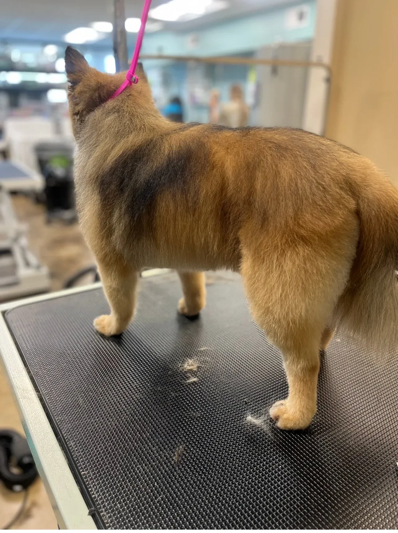 Full-Service Grooming at Aqua Dog Grooming, Chattanooga