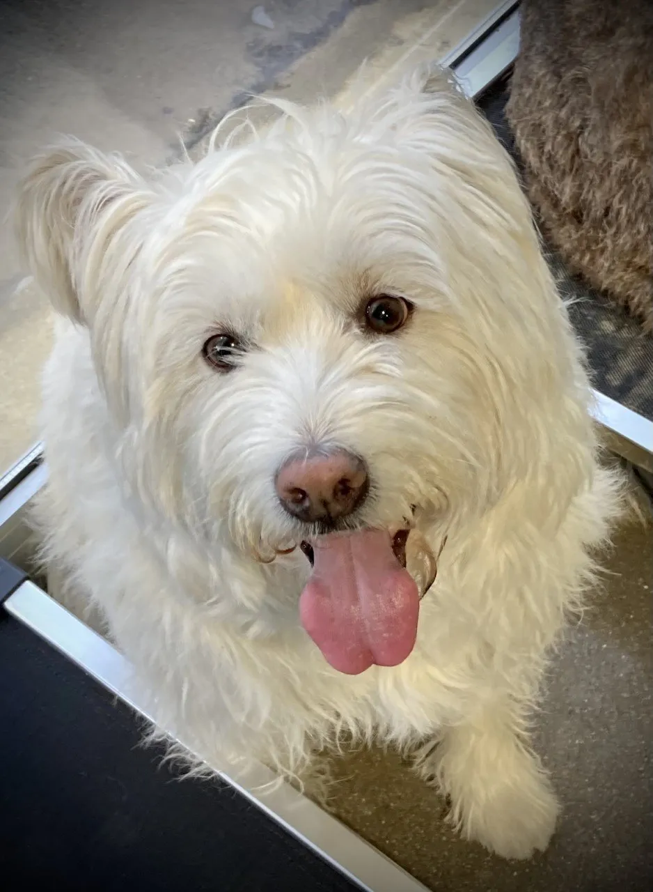 A freshly groomed white doodle smiling at Aqua Dog Grooming in Chattanooga