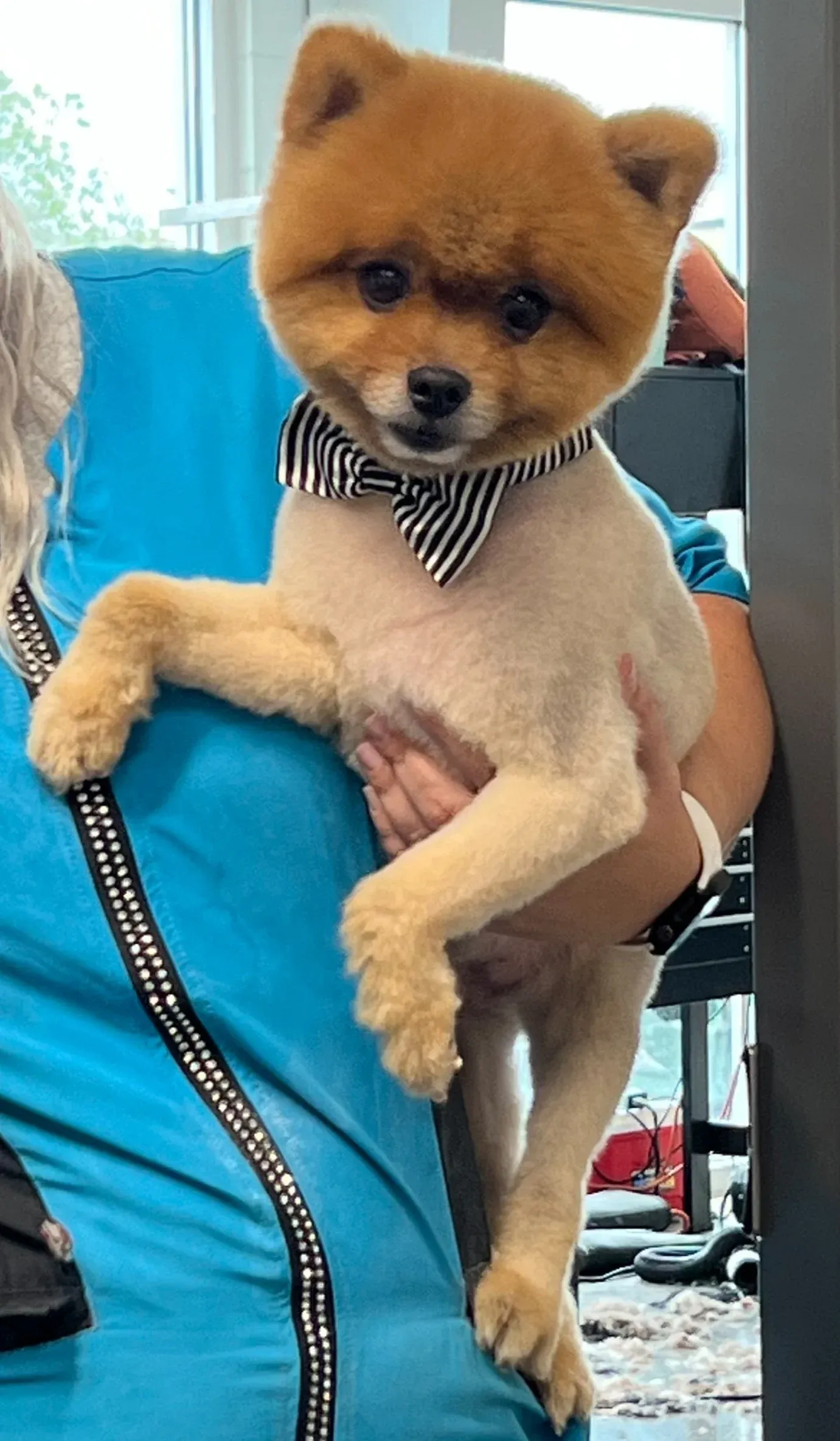 A Pomeranian with a teddy-bear cut and a bow tie after grooming