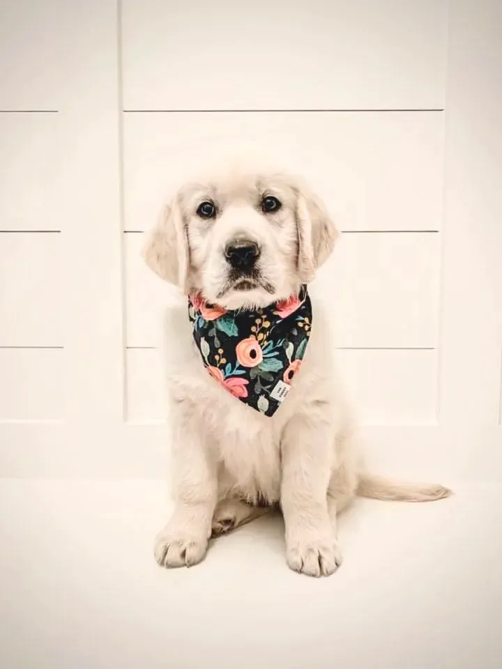 A golden retriever puppy in a floral bandana on its first spa day